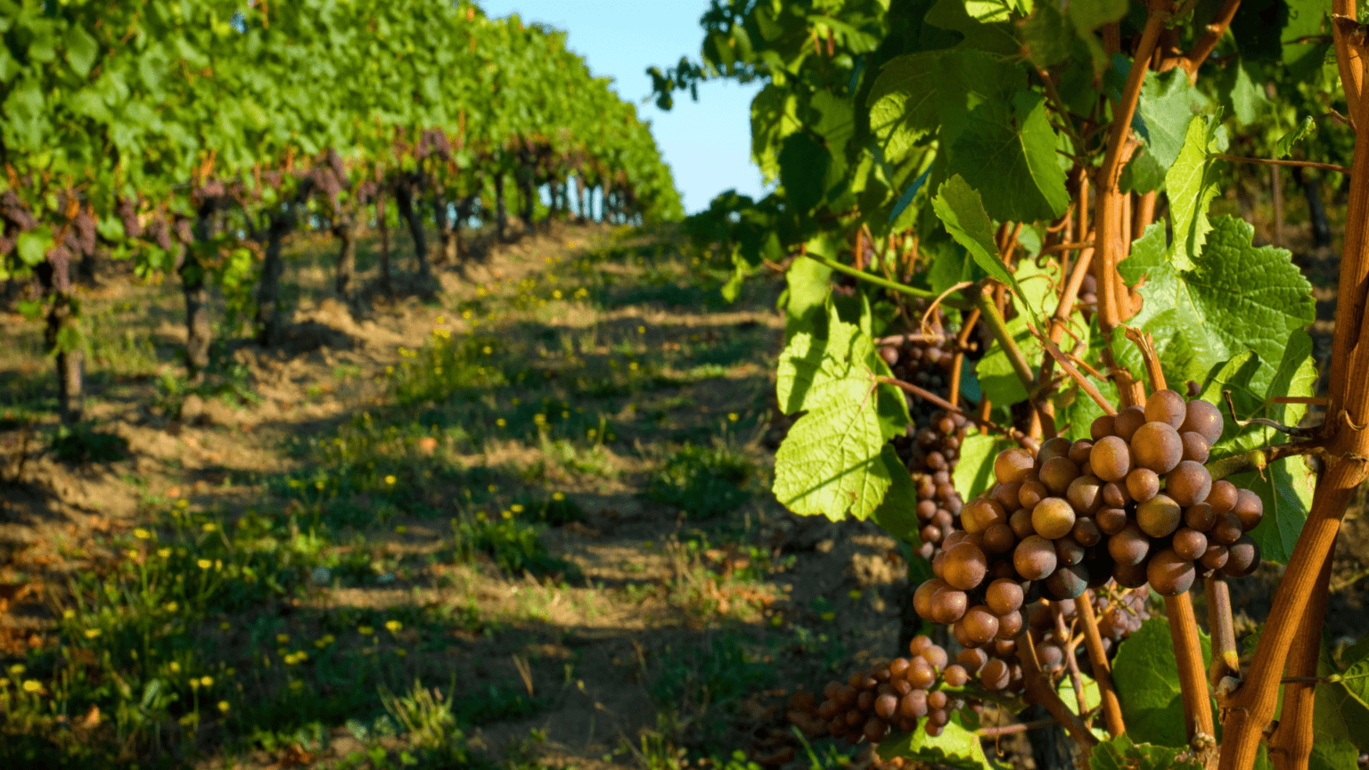 Grape winery